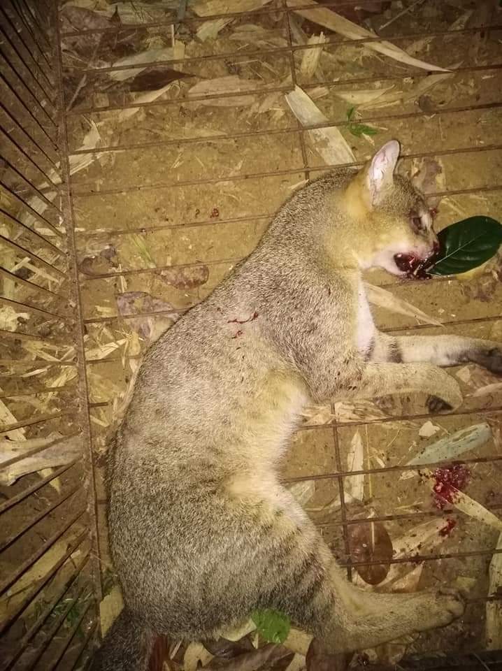 বন্যপ্রাণি হত্যা করে সামাজিক মাধ্যমে উল্লাস