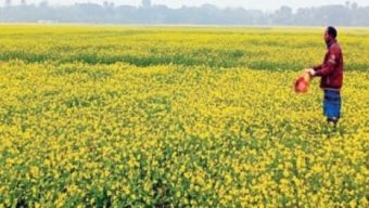 মেহেরপুরে সরিষা চাষে নতুন প্রাণ মাঠ ভরে হলুদ ফুল।