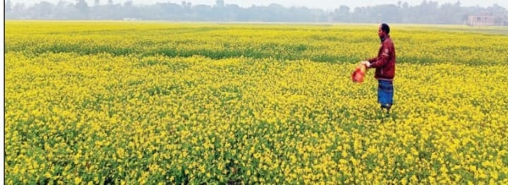 মেহেরপুরে সরিষা চাষে নতুন প্রাণ মাঠ ভরে হলুদ ফুল।