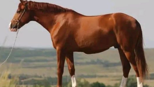 টাঙ্গাইলের গোপালপুরে ঘোড়া মাংস বিক্রির প্রস্তুতি, কসাইসহ ৪ জন আটক