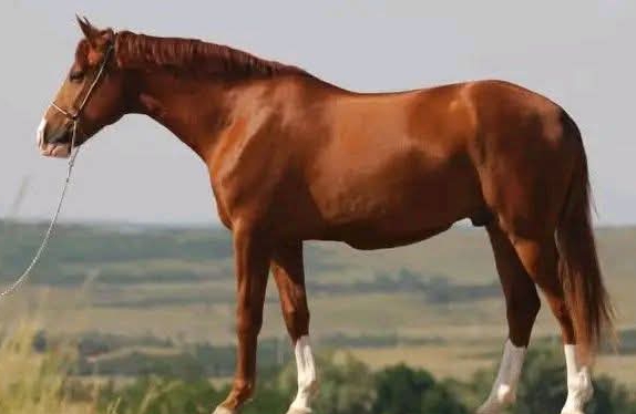 টাঙ্গাইলের গোপালপুরে ঘোড়া মাংস বিক্রির প্রস্তুতি, কসাইসহ ৪ জন আটক